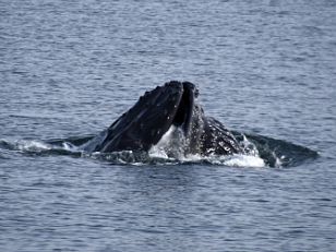 Whale Watching, Juneau